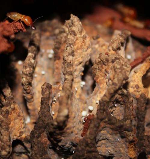 Termites evolved complex bioreactors 30 million years ago