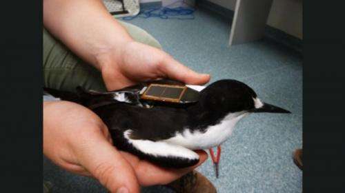 Tern tracking intensifies in the Abrolhos with lightweight device