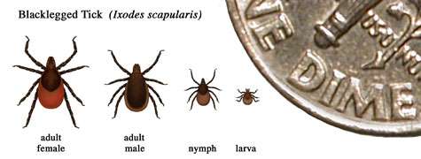 Test for persistent Lyme infection using live ticks shown safe in clinical study