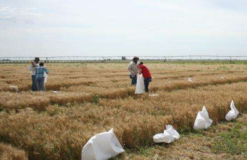 ‘Texas-bred’ wheat traits headed to Africa