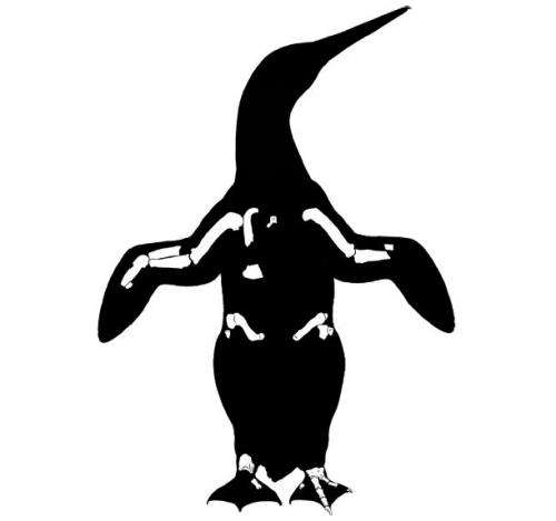 Klekowskii penguin takes size title away from emperor