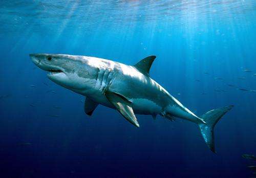New study finds extreme longevity in white sharks