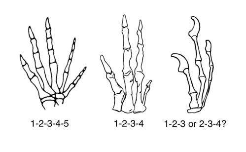 The 5 fingers of our feathered friends: New research results on the evolution of bird wings