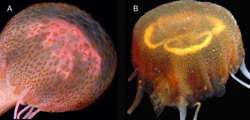 The beautiful new jellyfish identified in the Gulf of Venice