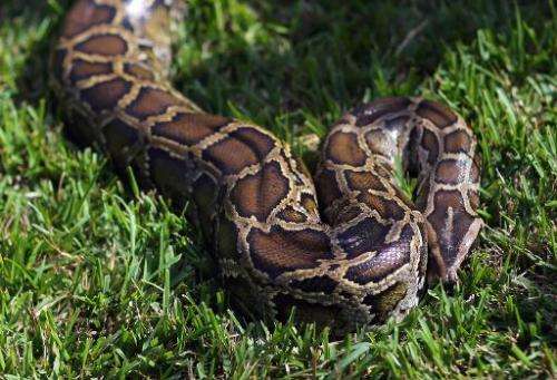 The Burmese python has a built-in compass that allows it to slither home in a near-straight line even if released dozens of kilo