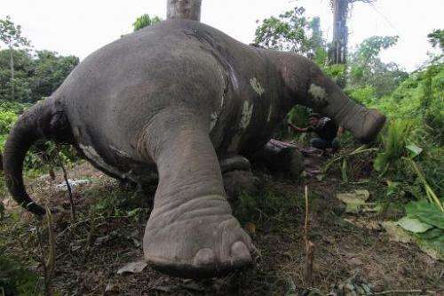 The carcass of a male Sumatran elephant, its head and trunks mutilated and ivory tusks missing, in Aceh Jaya district on Indones
