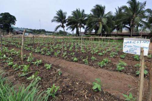 The Centre Songhai, an organic farm in Porto Novo, Benin, on January 30, 2014