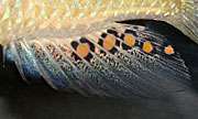 The cichlids' egg-spots: How evolution creates new characteristics