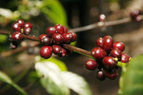 The coffee tree genome sequenced