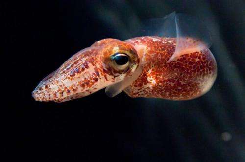 The color of blood: Pigment helps stage symbiosis in squid