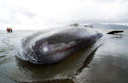 The dead body of a 15 metre sperm whale lies on Paraparaumu beach on the Kapiti Coast in New Zealand on January 16, 2013