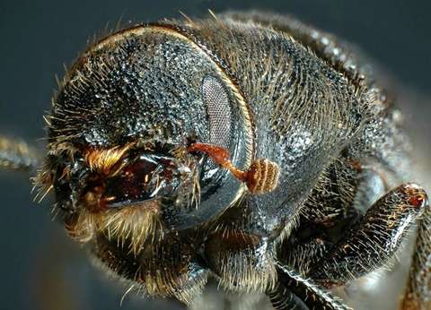 The devastating spread of the mountain pine beetle