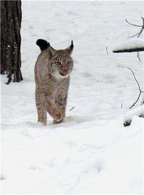The Eurasian lynx as a key to the conservation and future viability of the endangered Iberian lynx