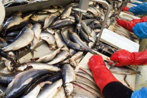 The Faroe Islands increased its quotas for herring fishing in 2010