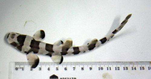 The first brown banded bamboo shark pup born in Australia via Artificial Insemination is shown a at the SEA LIFE Melbourne Aquar