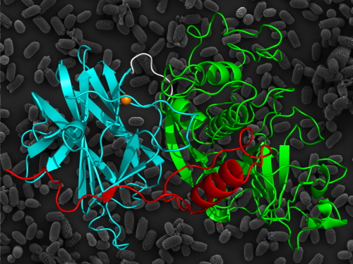 The first crystal structure of Cysteine protease from Clostridium difficile