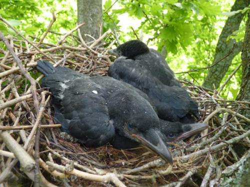 The genes tell crows to choose partners that look alike