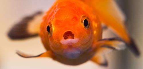 The goldfish test that can change your behaviour