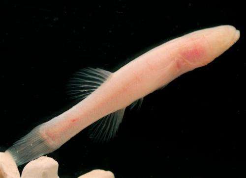 The Hoosier Cavefish, a new and endangered species from the caves of southern Indiana