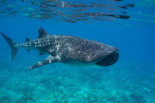 The Maldives and the whale shark: The world's biggest fish adds value to paradise