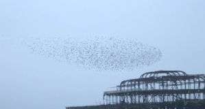 The mystery behind starling flocks explained