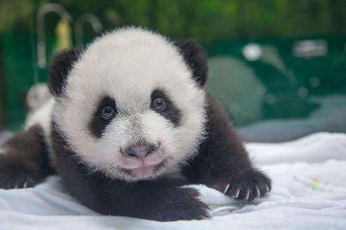The panda cubs now weigh six kilograms (13 pounds) each, according to the Guangzhou's Chimelong Safari Park