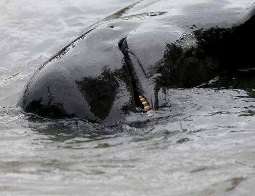 The pilot whales are forced into a shallow bay before being hacked to death with hooks and knives, according to a local Faroe Is