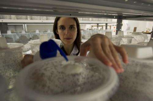 The production supervisor of biotech company Oxitec looks at Aedes aegypti mosquitoes kept in a container at a lab in Campinas, 