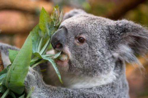 There are now believed to be as few as 43,000 koalas left in the wild