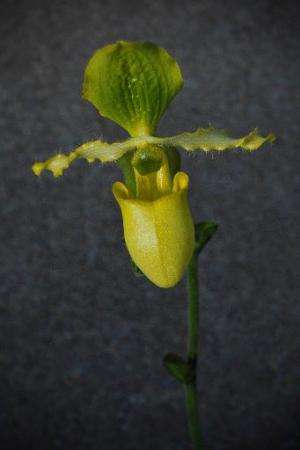 The Slipper Orchid, shown here at Kew's Royal Botanic Gardens in London on February 7, 2013, the plant is facing extinction in t