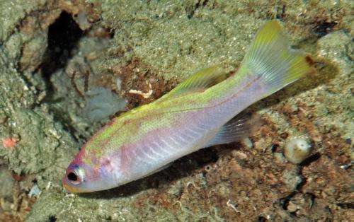 The spot-tail golden bass: A new fish species from deep reefs of the southern Caribbean