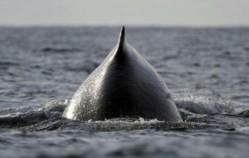 The tail of a humpback whale emerges from the surface of the Pacific Ocean in Colombia, on July 22, 2011