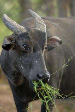samfund Paranafloden mytologi Philippines' rare dwarf buffalo charges against extinction