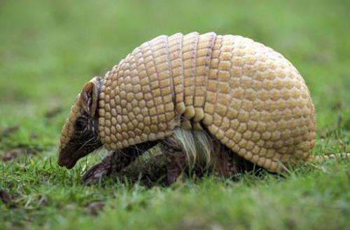 The Three-banded Armadillo, which is the insipiration for Brazil's World Cup mascot, is facing extinction