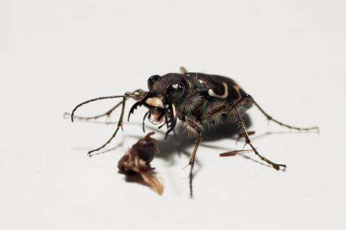 The tiger beetle: Too fast to see