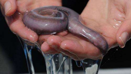 The ultimate biofilament: Hagfish slime