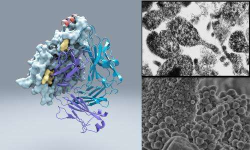 The ultimate decoy: Scientists find protein that helps bacteria misdirect immune system