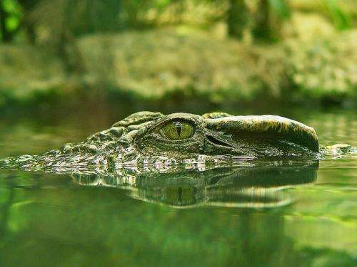 The unknown crocodiles