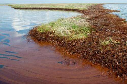 Thick oil from the BP Deepwater Horizon spill floats near the wetlands in Bay Jimmy near Port Sulphur, Louisiana on June 11, 201