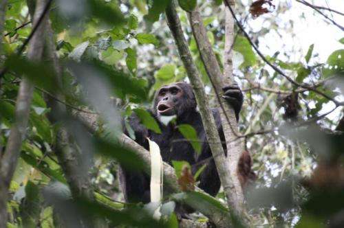 Thieving chimps changing the way African farmers feed their families