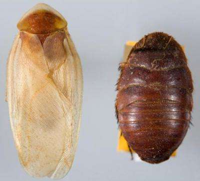 Thirty-nine new species of endemic cockroach discovered in the southwestern US and Mexico
