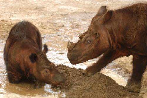 This image courtesy of The Cincinnati Zoo, shows Sumatran rhinoceros Suci (L) and her mother, Emi, at the Zoo on April 18, 2005