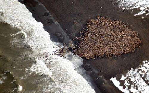 This NOAA photo shows an estimated 35,000 walruses as they gather on shore on September 23, 2014 about 5 miles north of Point La