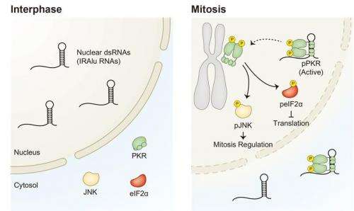Protein kinase R and dsRNAs, new regulators of mammalian cell division