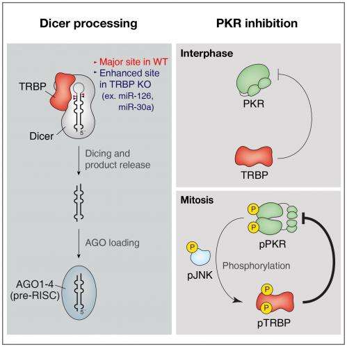 Protein kinase R and dsRNAs, new regulators of mammalian cell division