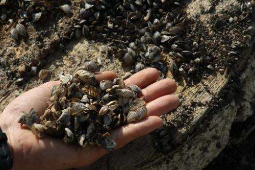 This September 23, 2011 photo shows a man holding a handful of Zebra mussels near Kingston, Canada