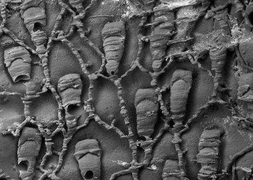 This undated image shows a scanning electron microscope image of a resin cast of the polyp chambers and connections of Protuloph