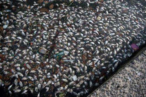 Thousands of dead fish have begun mysteriously washing up in the polluted Rio bay that will host sailing events at the 2016 Olym