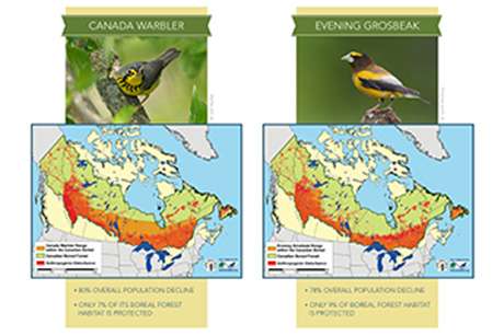 Threats seen to 3 billion birds in vast Canadian forest