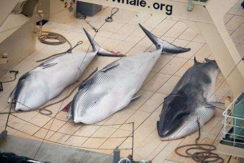 Three dead minke whales on the deck of the Japanese factory ship Nisshin Maru, on January 5, 2013